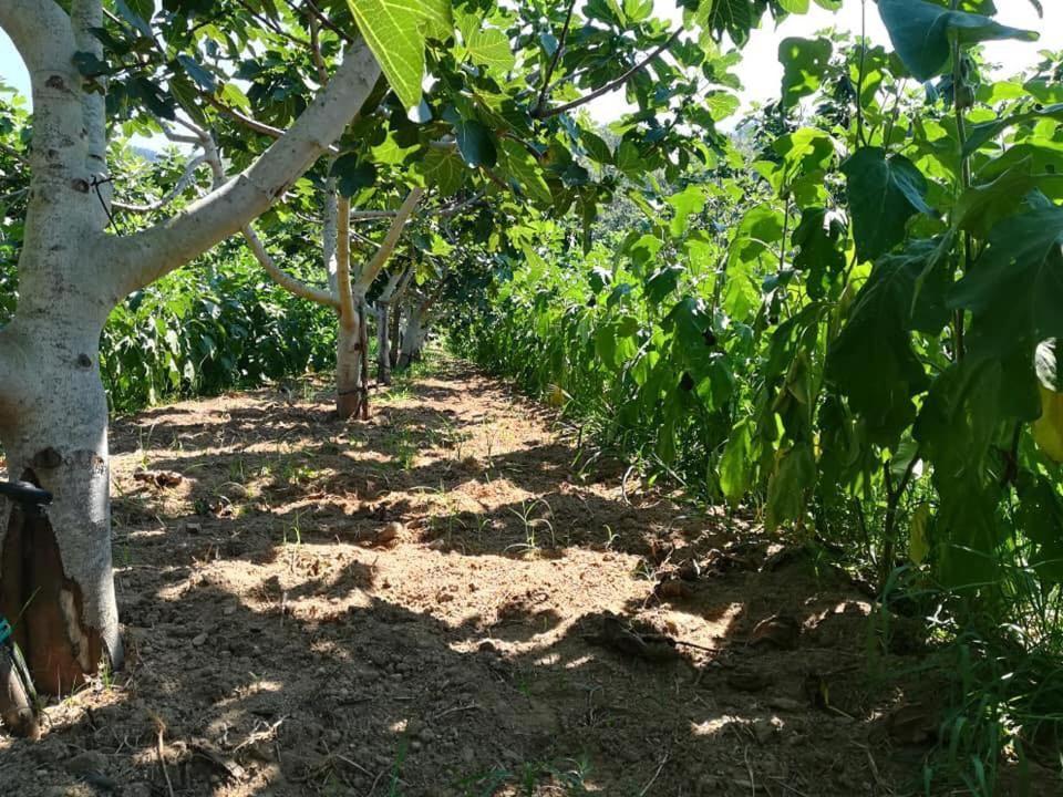 Il Cerro Agriturismo Zagarese فوسكالدو المظهر الخارجي الصورة